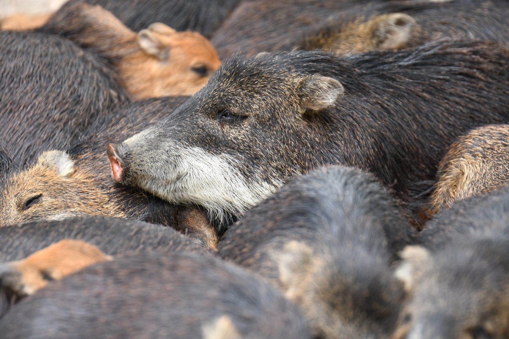 White bearded pecari (Tayassu albirostris)