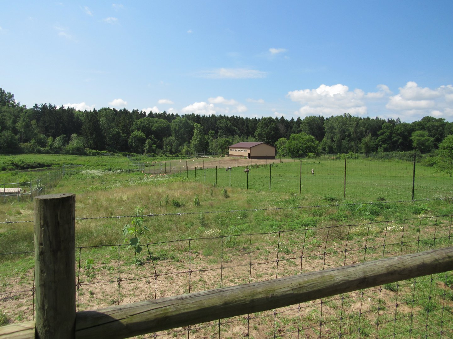 White-bearded Wildebeest and Blackbuck Exhibits.