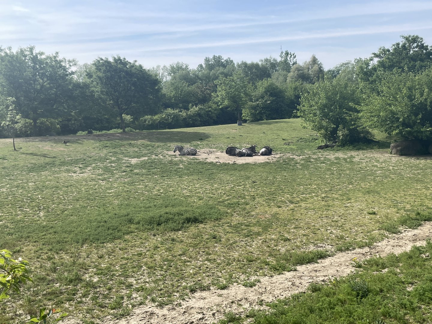 White-bearded wildebeest and plains zebra