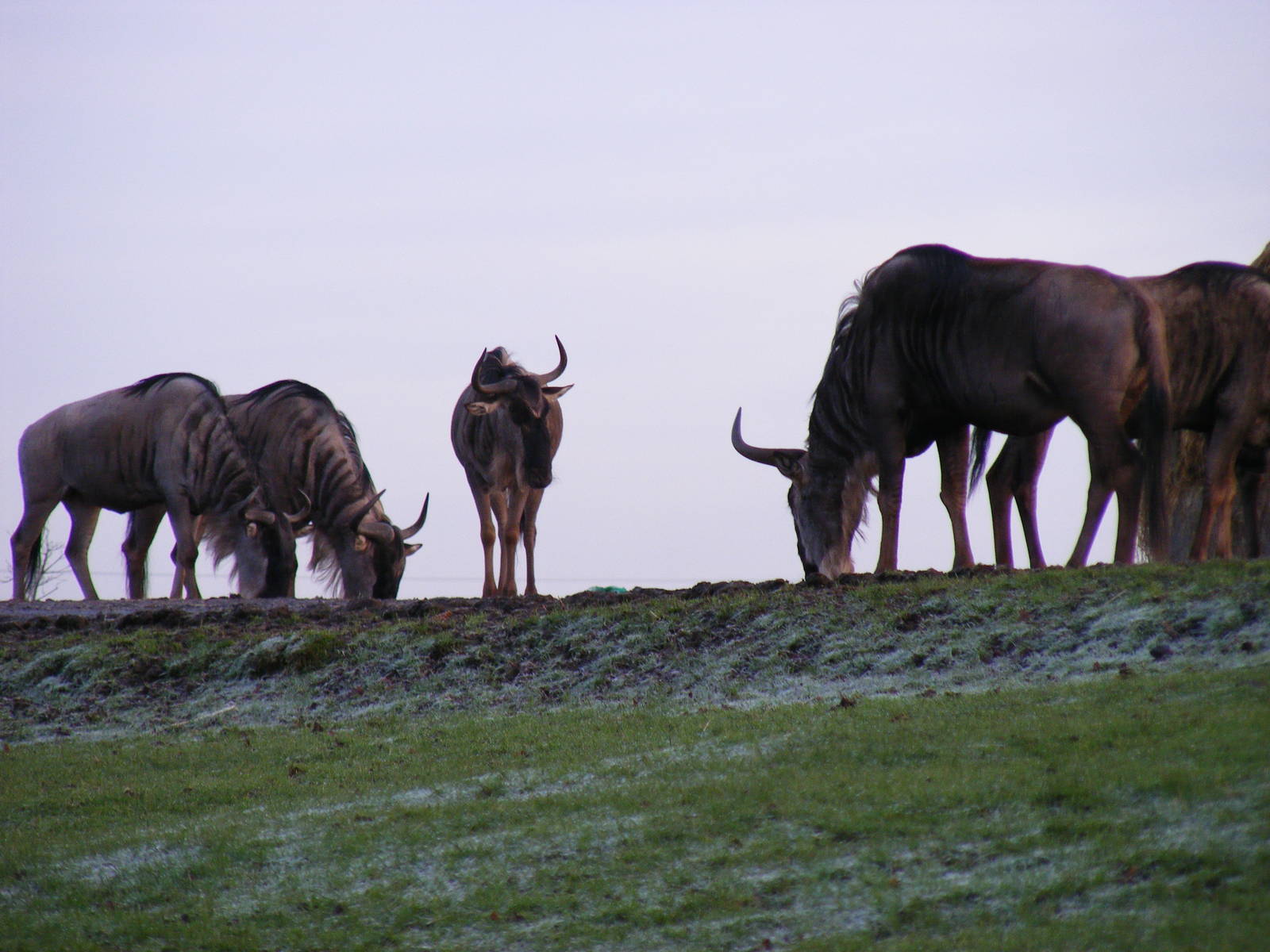 White-bearded wildebeest at Knowsley Safari Park, 28 December 2009