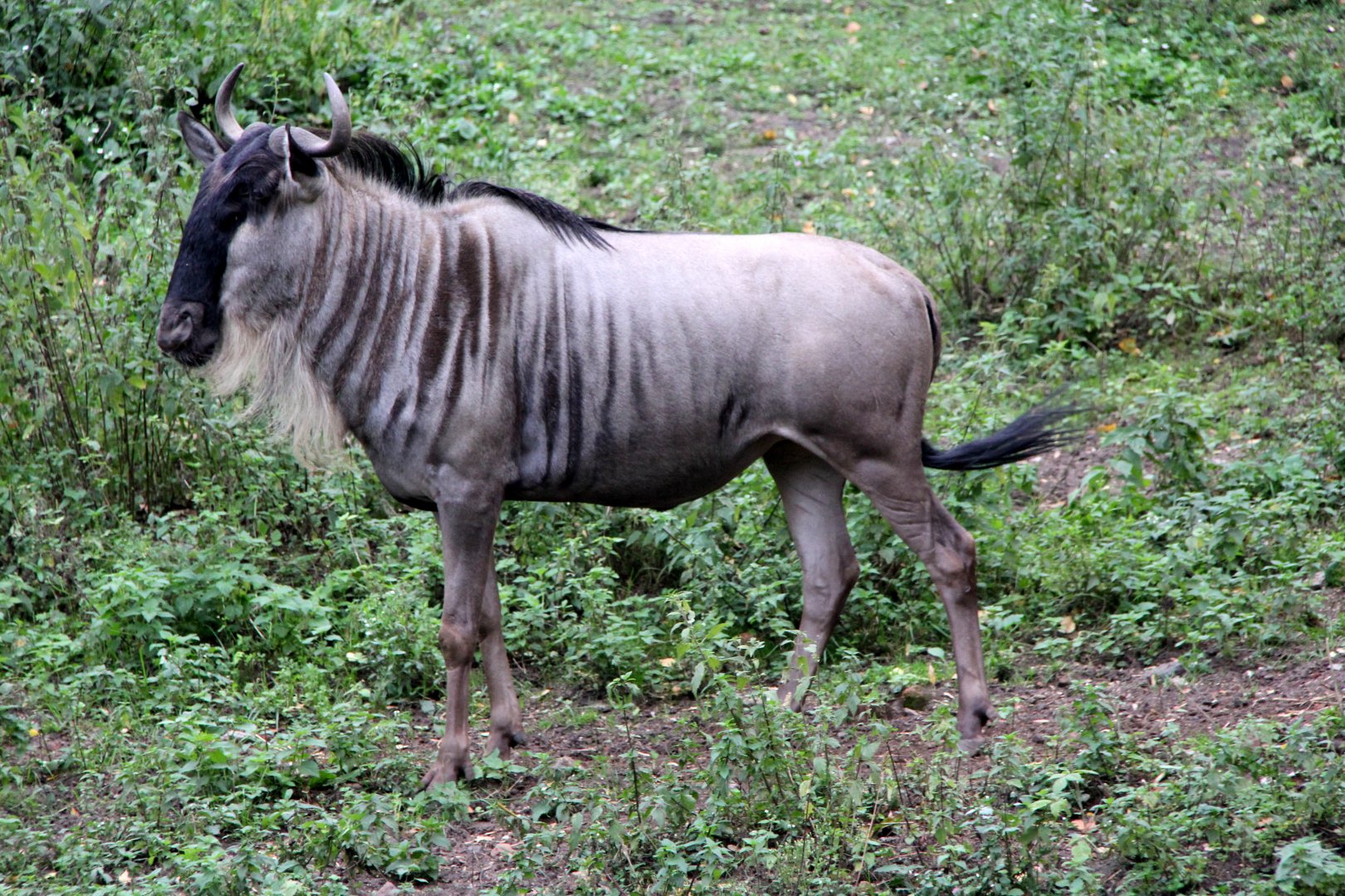 White-bearded wildebeest (Connochaetes taurinus albojubatus)