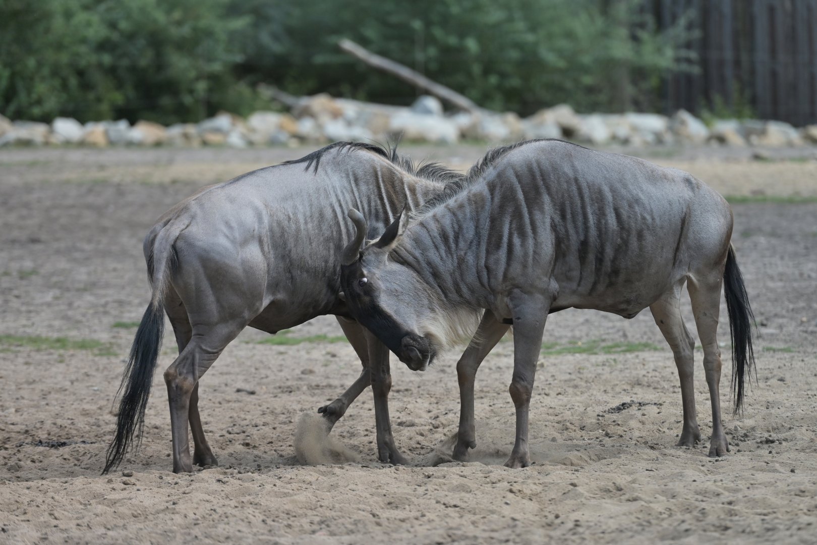 White-bearded wildebeest (Connochaetes taurinus albojubatus)
