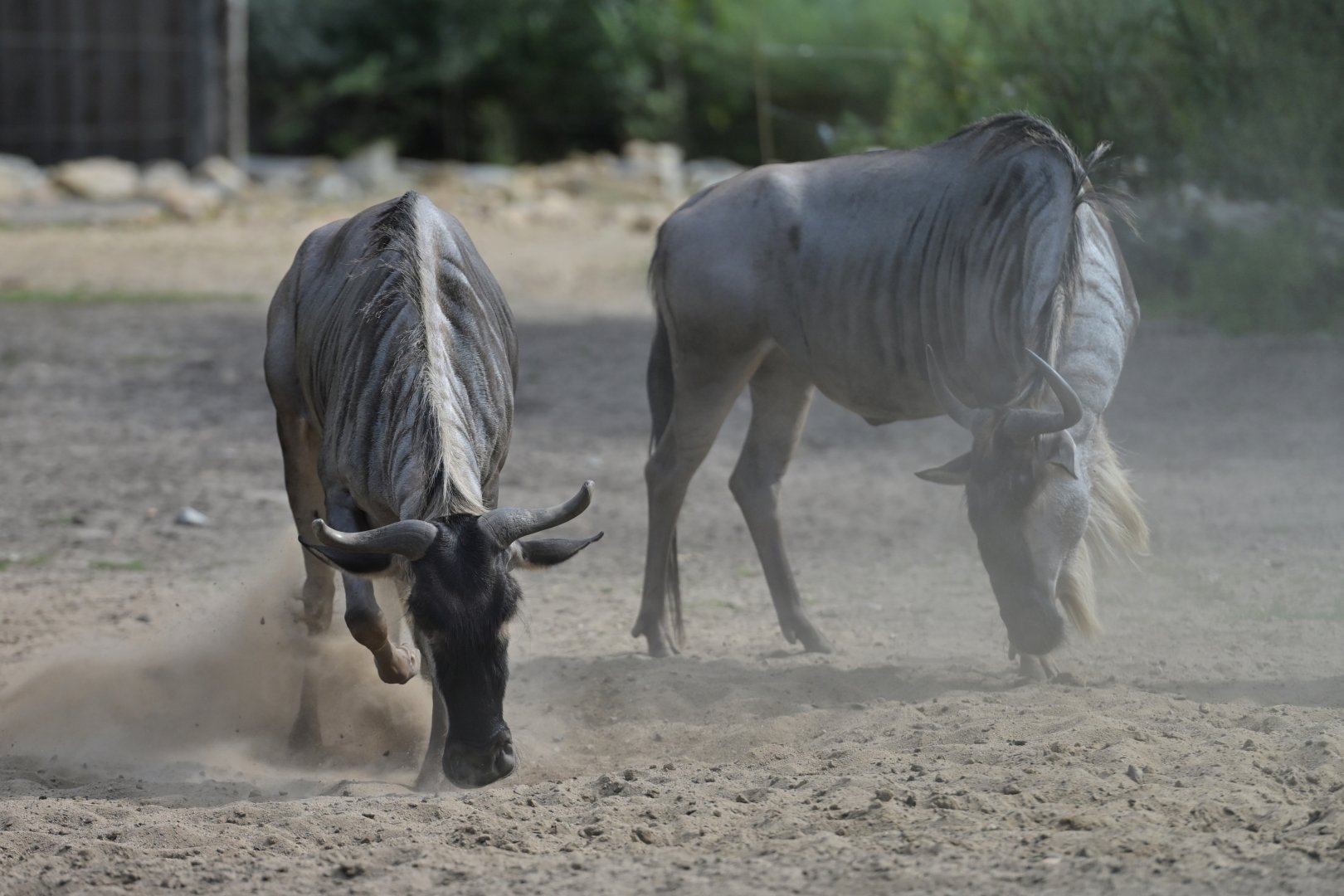 White-bearded wildebeest (Connochaetes taurinus albojubatus)