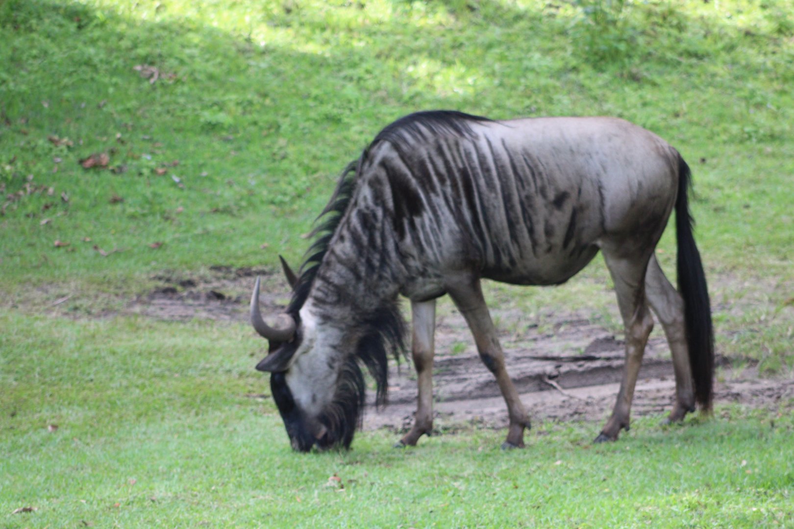 White-Bearded Wildebeest (Connochaetes taurinus sp.)