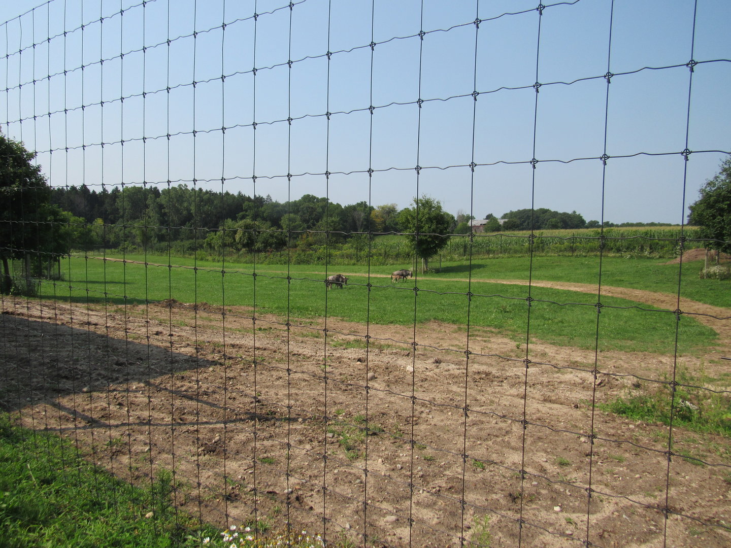White-bearded Wildebeest Exhibit