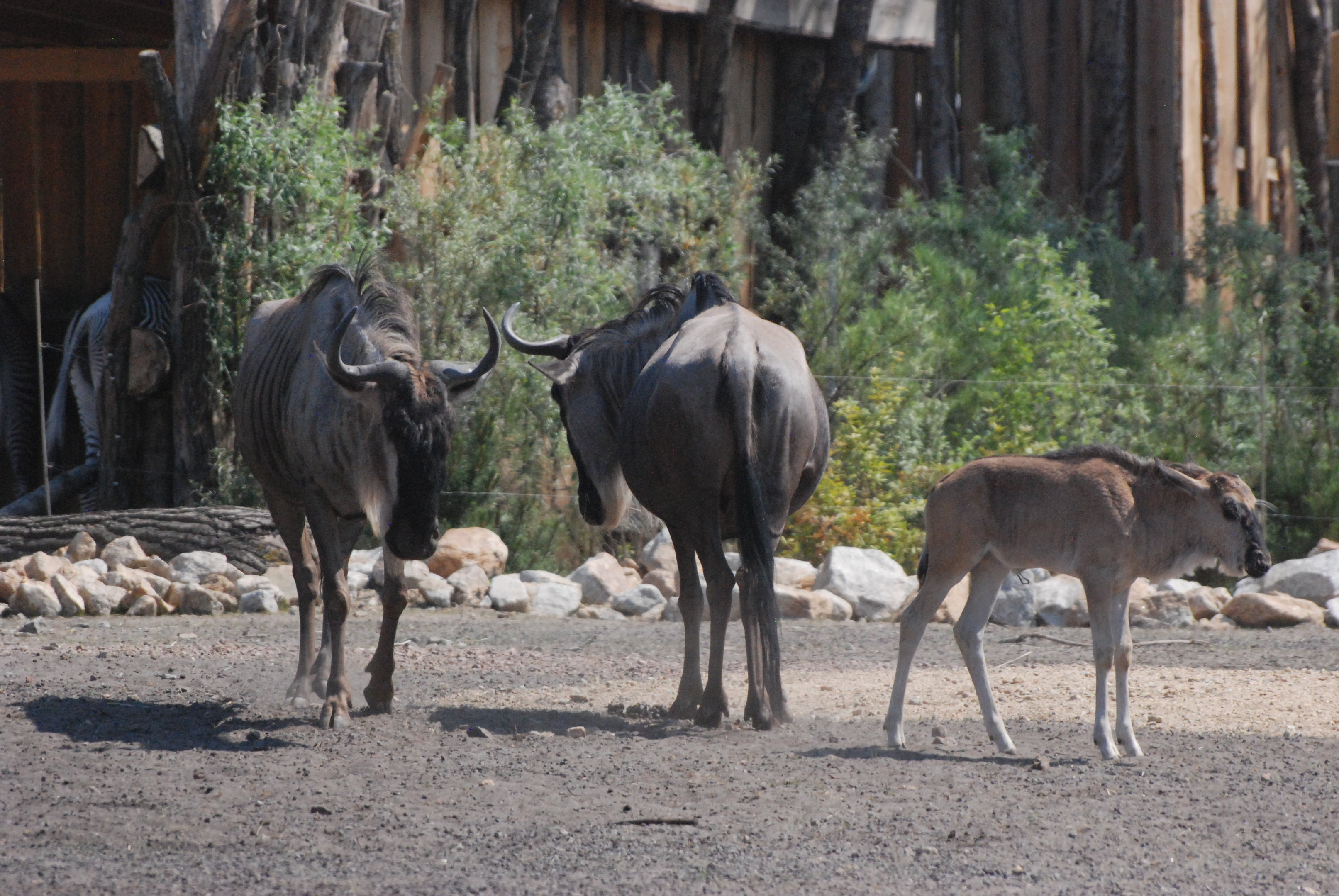 White-bearded Wildebeest, New Savannah Paddock at Tierpark Berlin, 9th June 2023