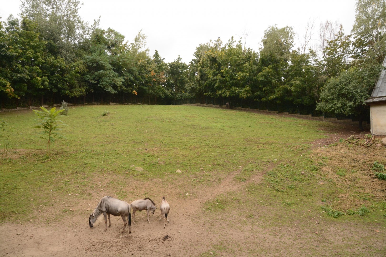 White-bearded Wildebeest paddock