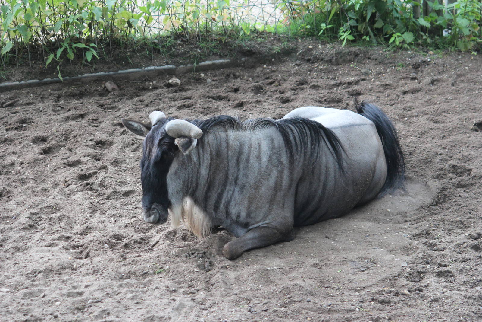 White-bearded wildebeest