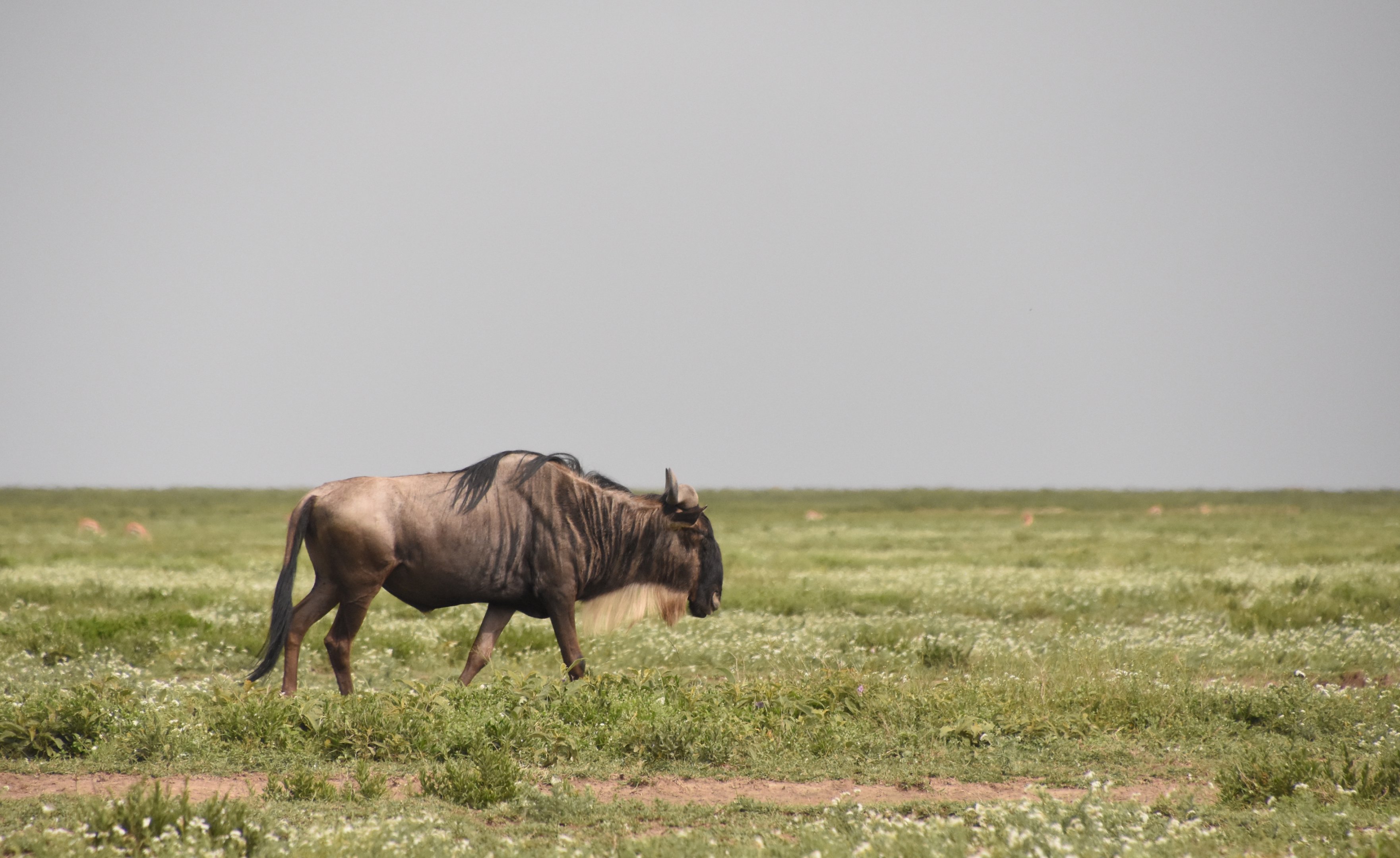 White-bearded wildebeest