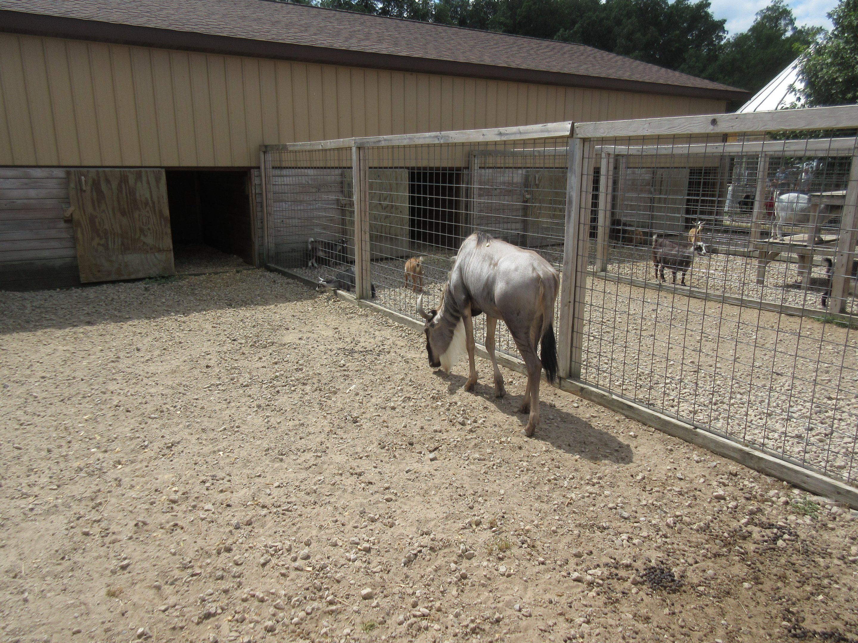 White-bearded Wildebeest