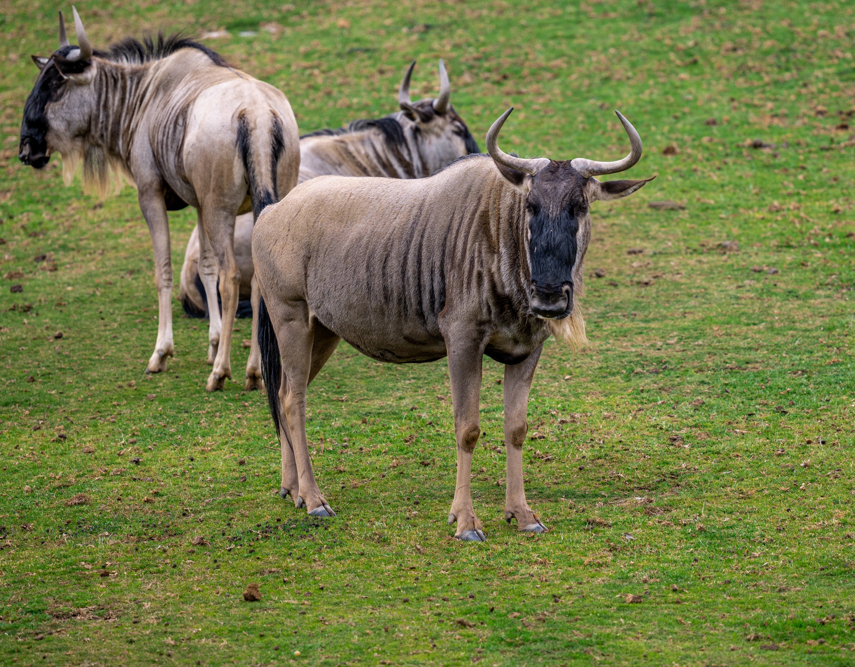 White Bearded Wildebeest