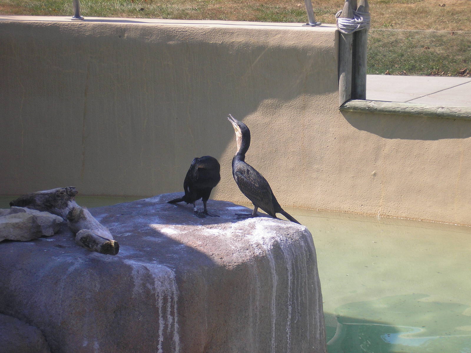 White-beasted Cormorant