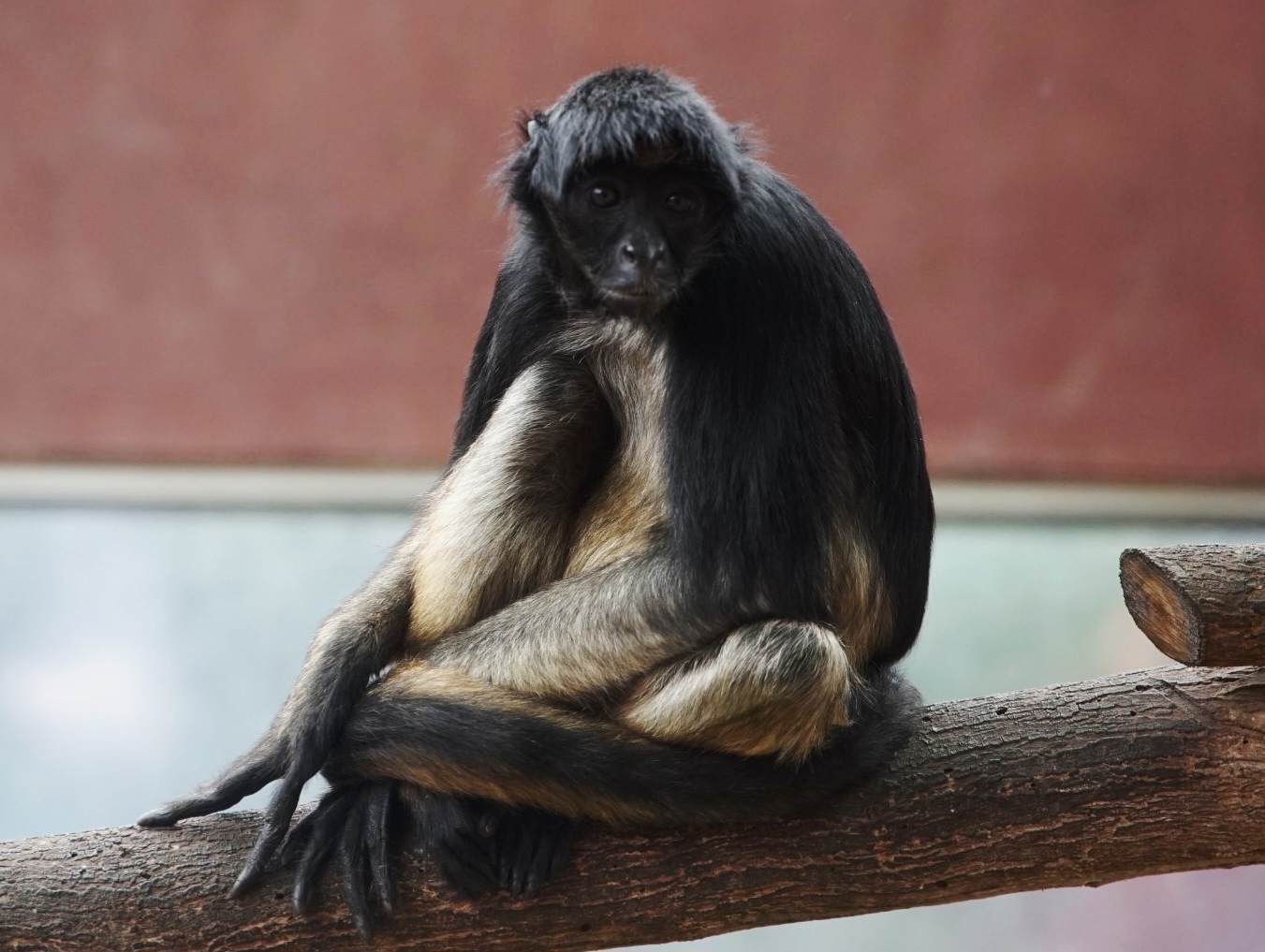 White-belied Spider Monkey