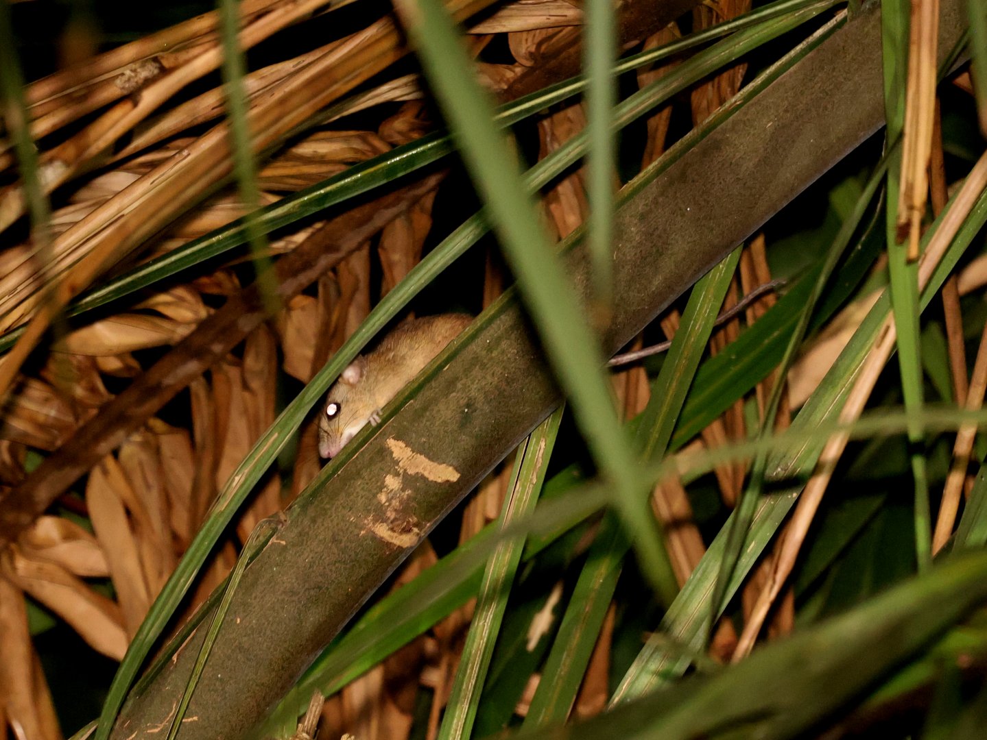 White-bellied Arboreal Rice Rat (Oecomys bicolor)