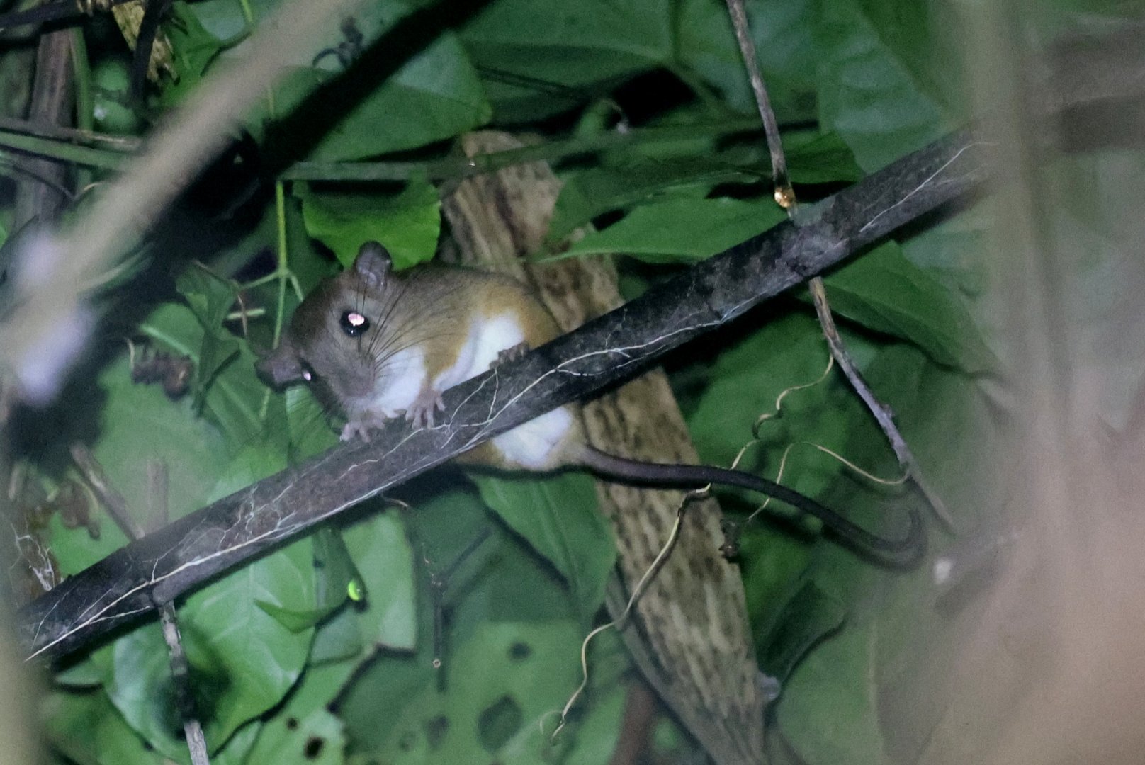 White-bellied Arboreal Rice Rat (Oecomys bicolor)