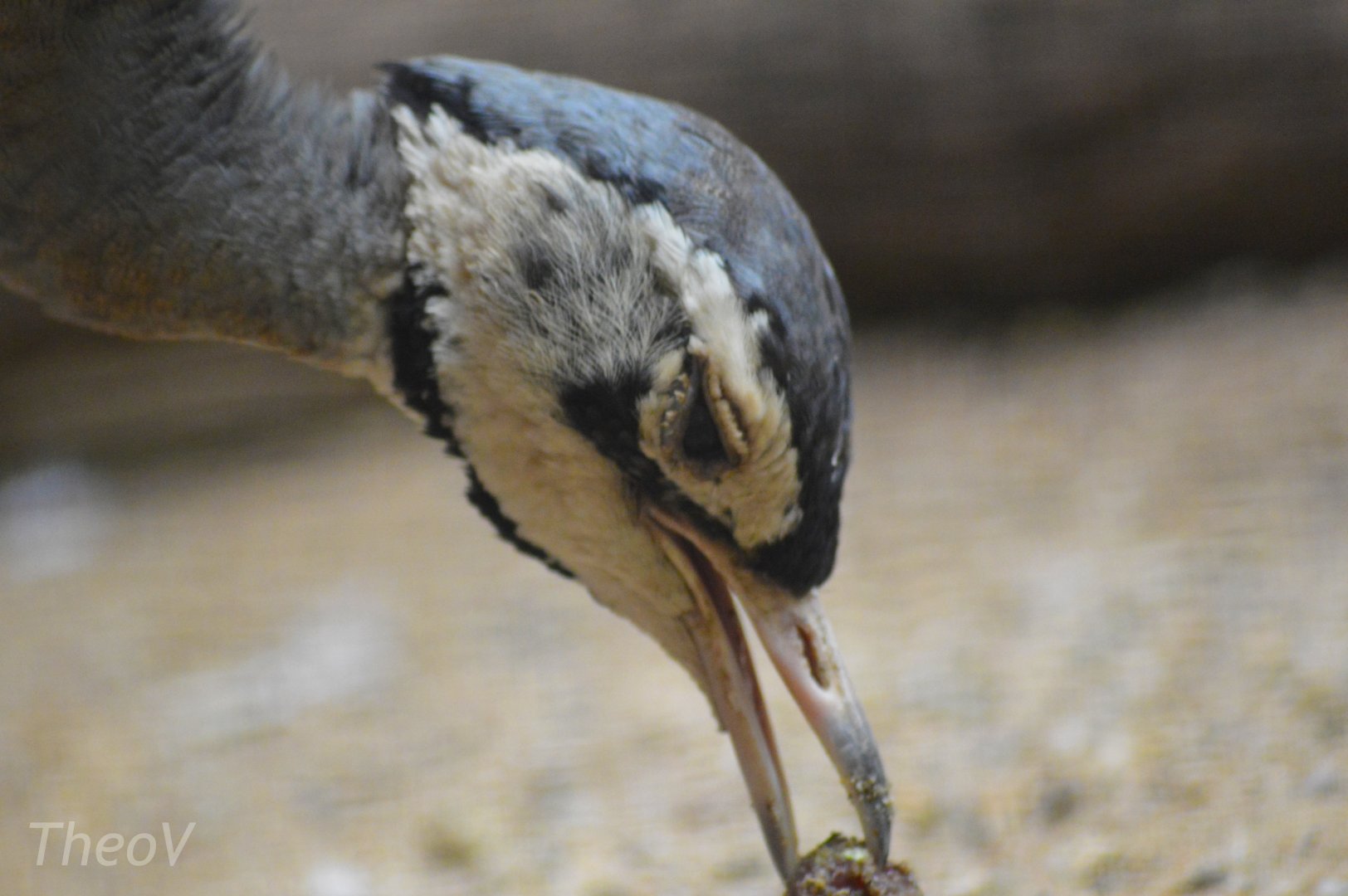 White-bellied bustard [2018]