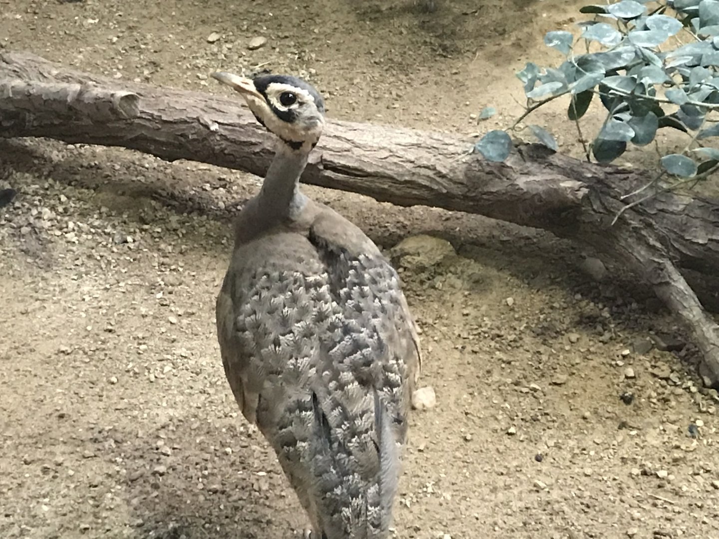 White-bellied Bustard 290118