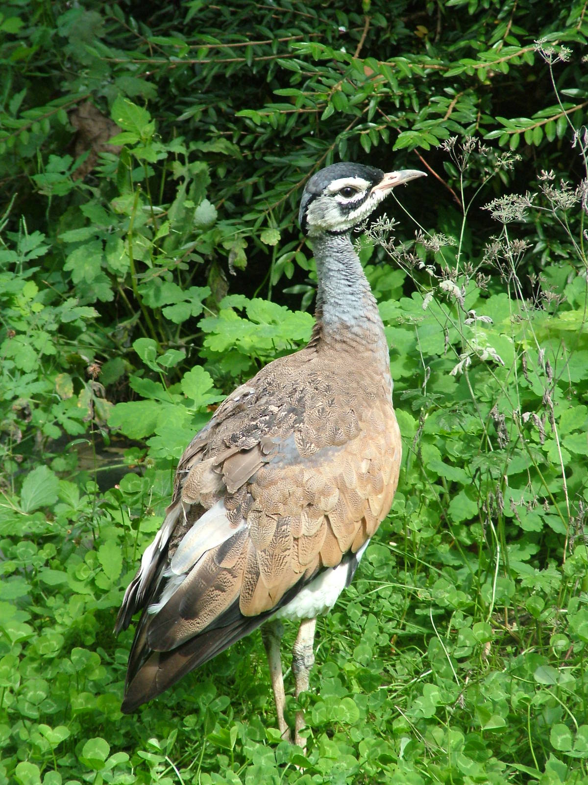 White-bellied Bustard at Frankfurt 31/08/10