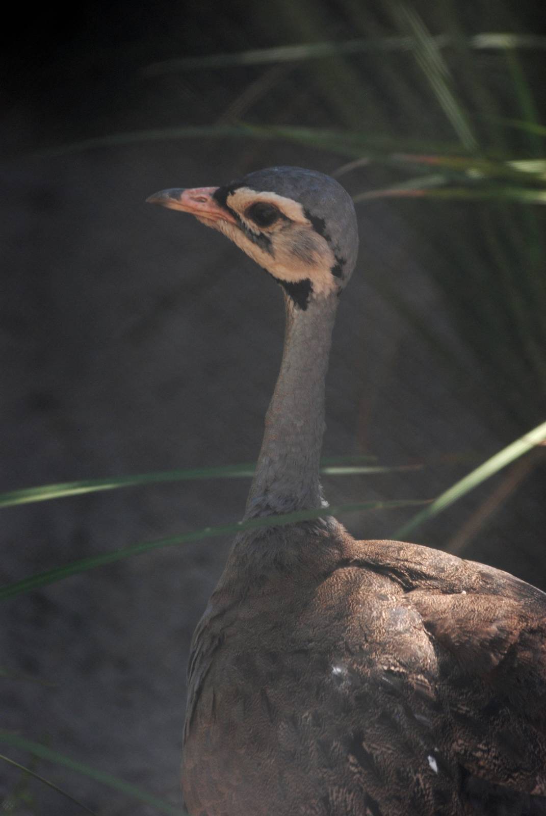 White-bellied Bustard at Jacksonville, 10/10/13