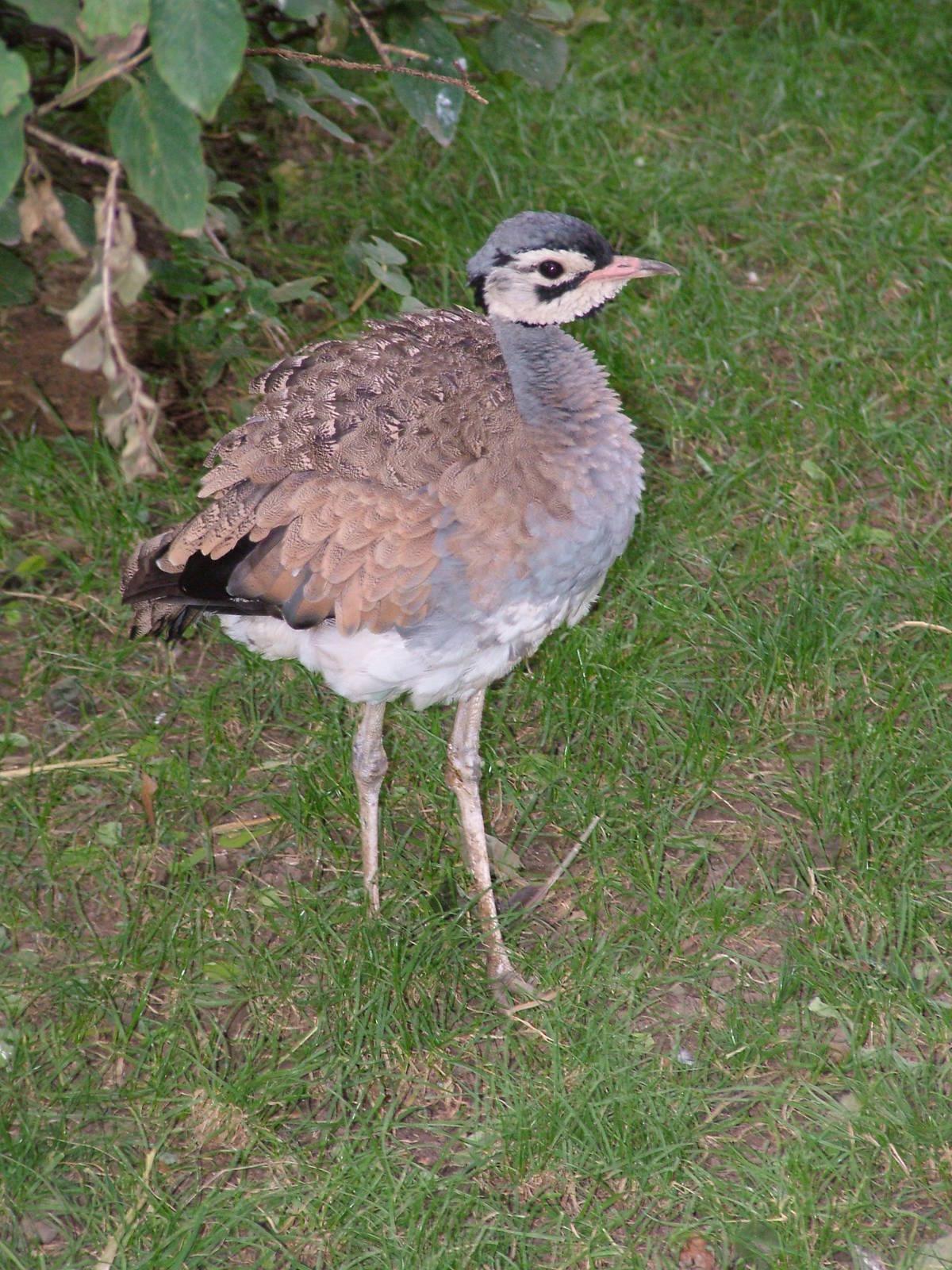 White-bellied Bustard at Wilhelma, Stuttgart 02/09/10