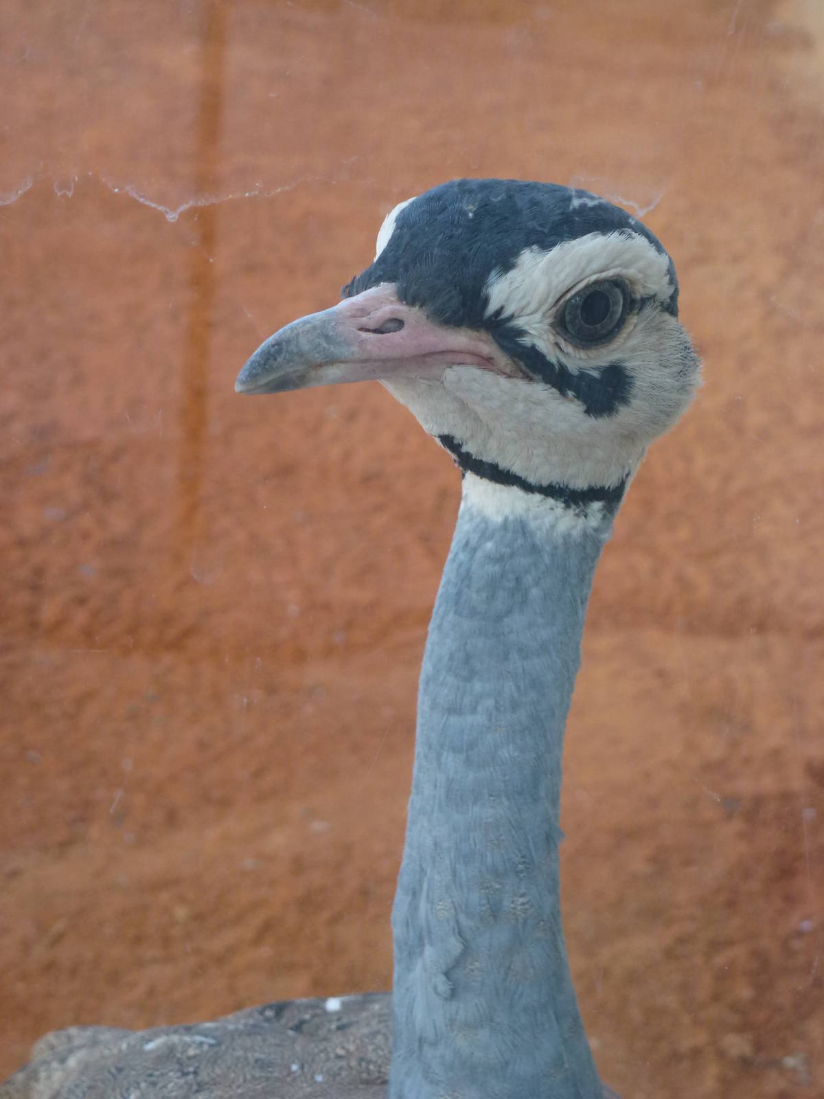 White-bellied bustard - Biorama, November 2013.