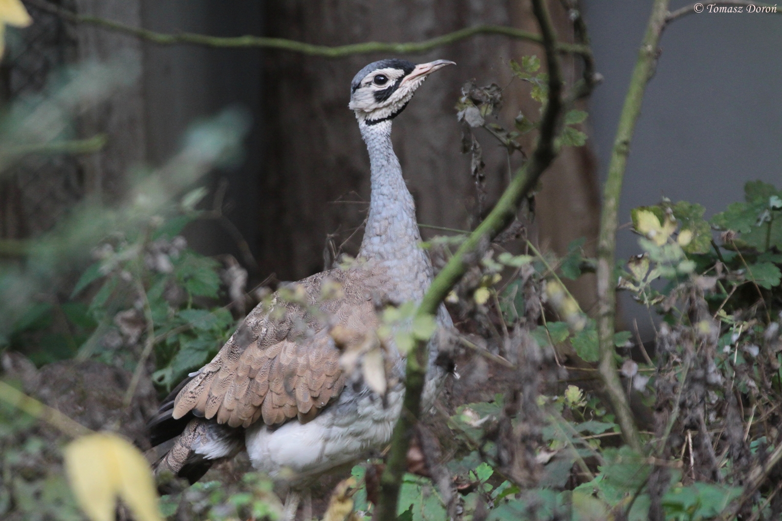 White-bellied Bustard (Eupodotis senegalensis erlangeri) male