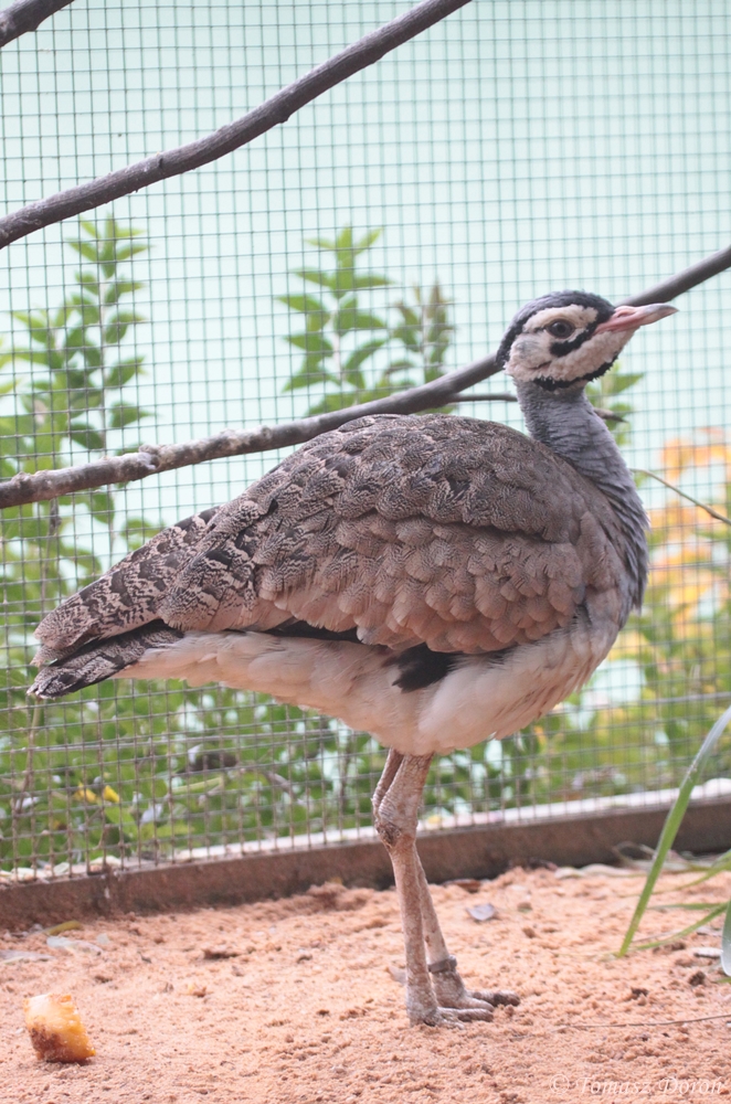 White-bellied Bustard (Eupodotis senegalensis) male
