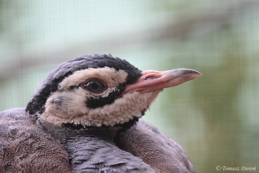 White-bellied Bustard (Eupodotis senegalensis)