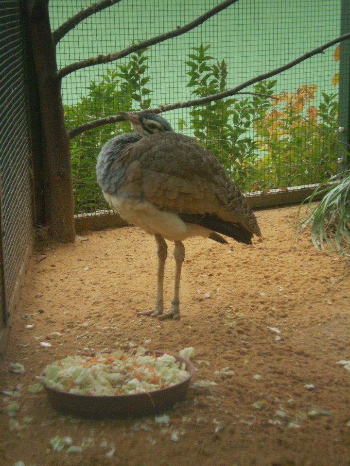 White-bellied Bustard (Eupodotis senegalensis)