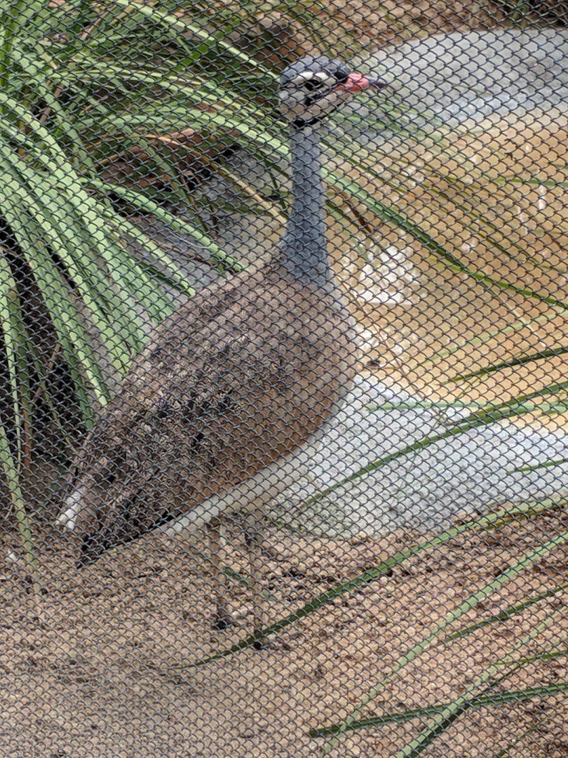 White Bellied Bustard (Eupodotis senegalensis)