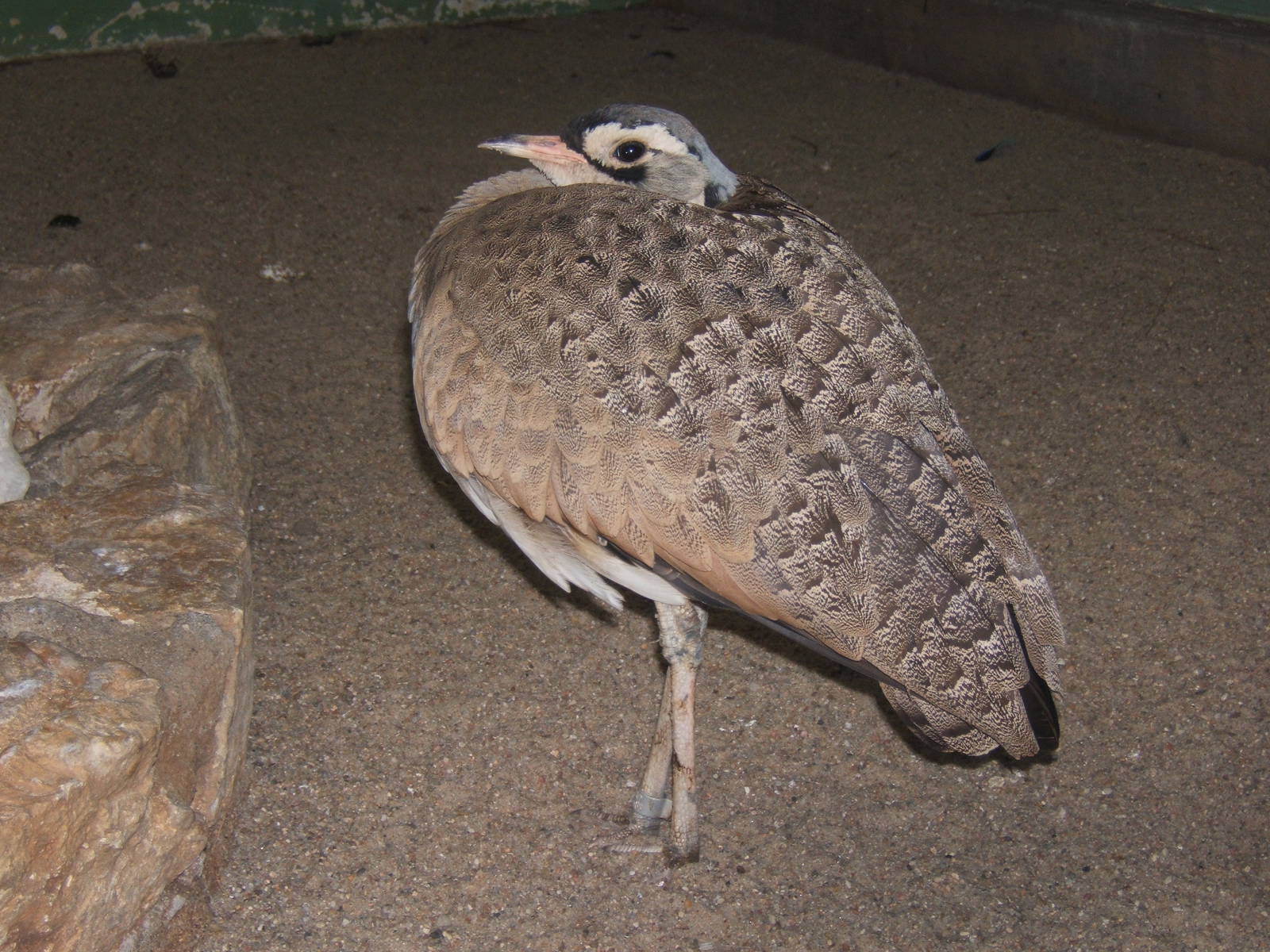 White-bellied Bustard (Eupodotis sengalensis)