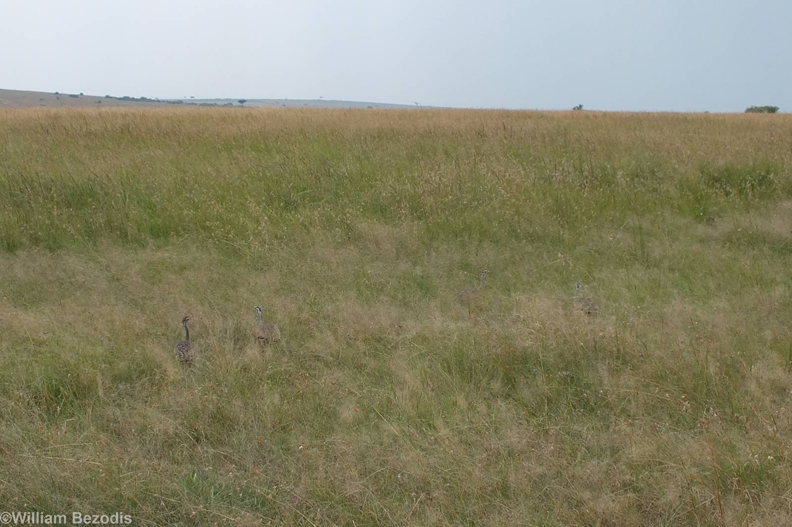 White-bellied Bustard Group - Maasai Mara