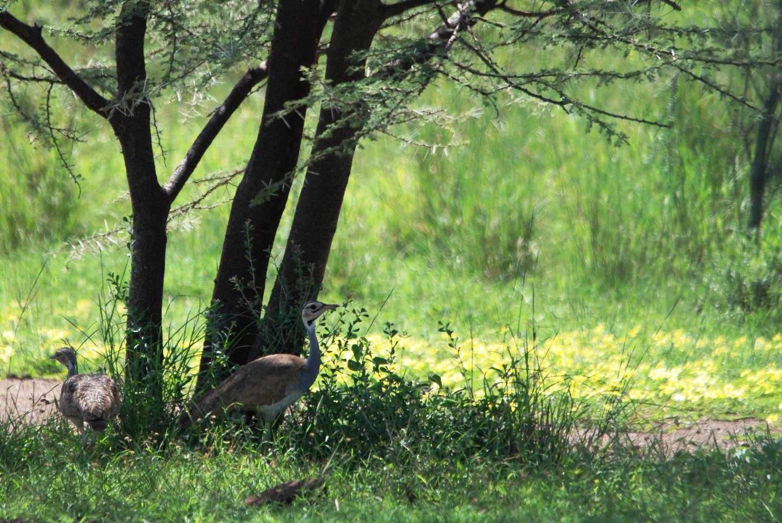 White-bellied Bustard in Awash NP, 12/10/14