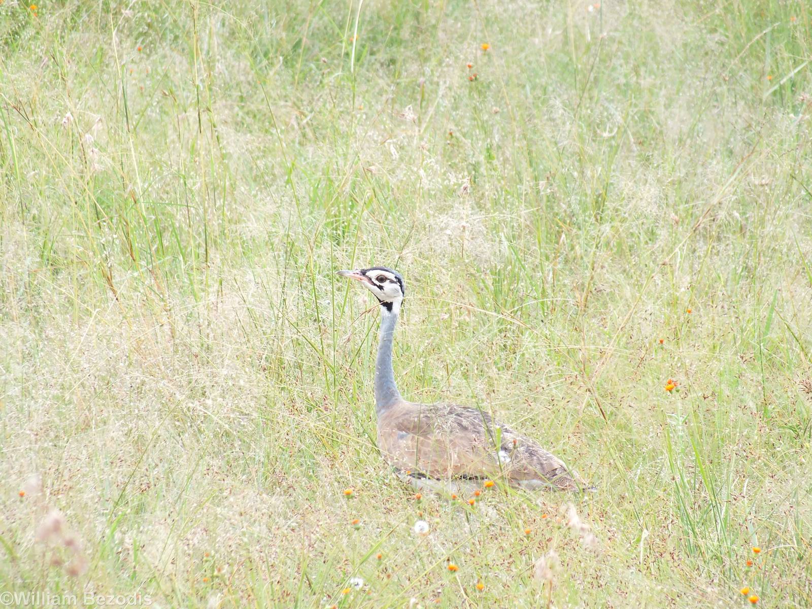 White-bellied Bustard - Maasai Mara