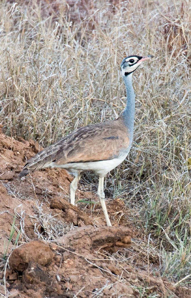 White-bellied Bustard
