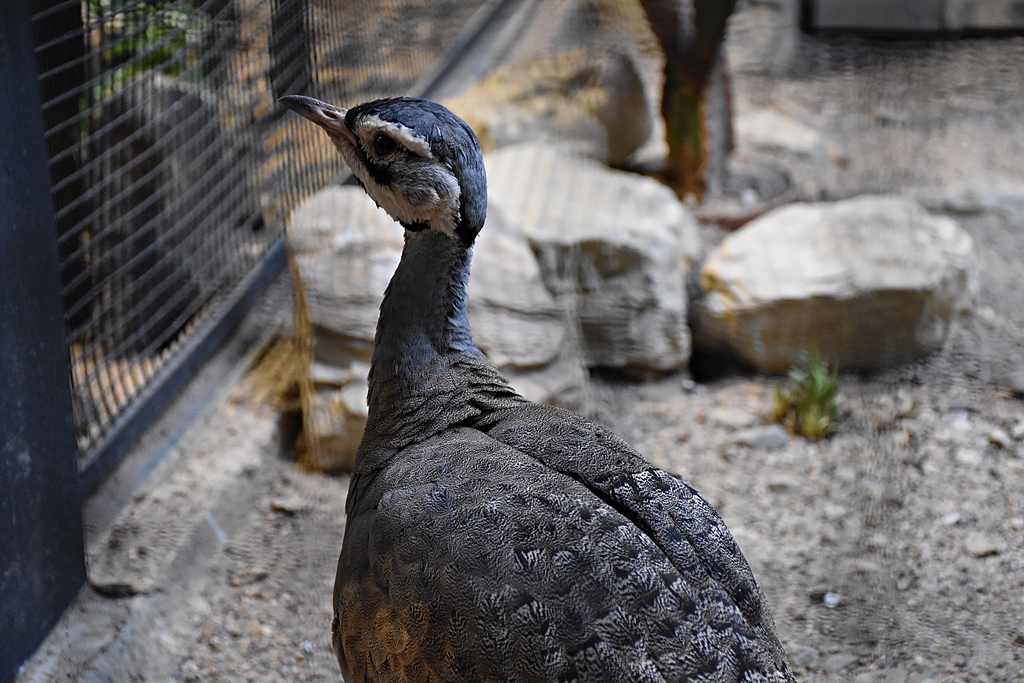 White-Bellied Bustard