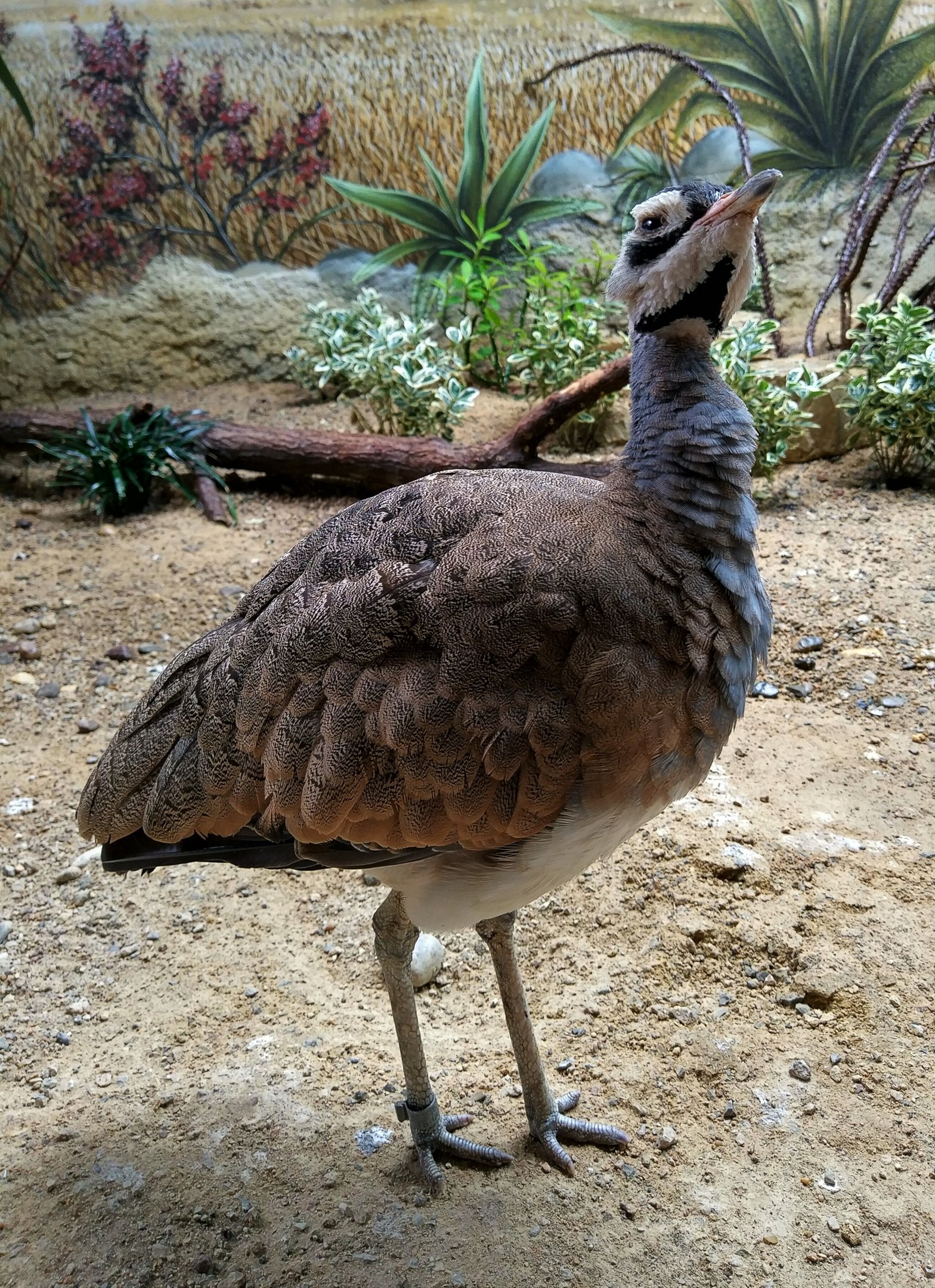 White-bellied Bustard