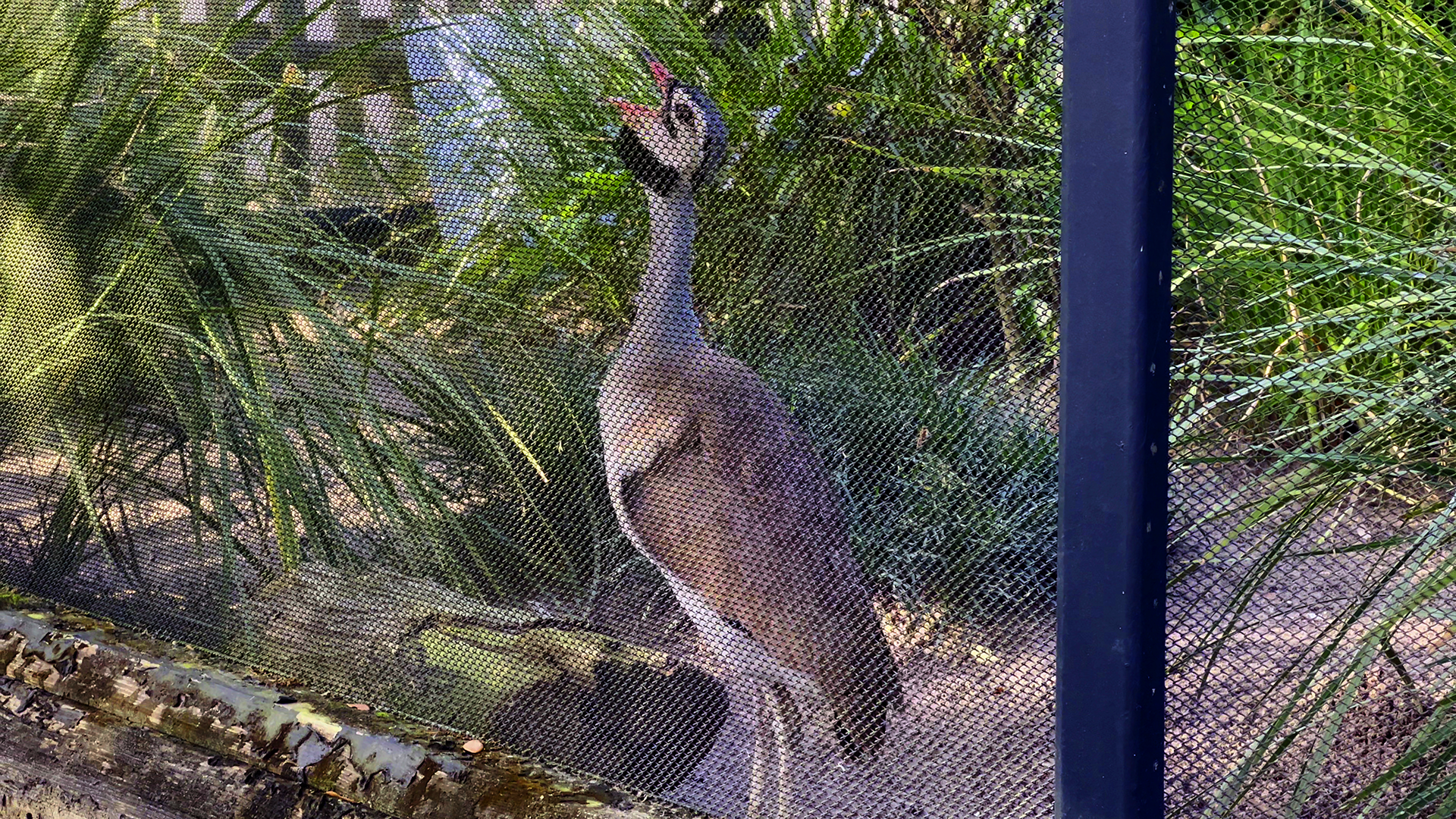 White Bellied Bustard