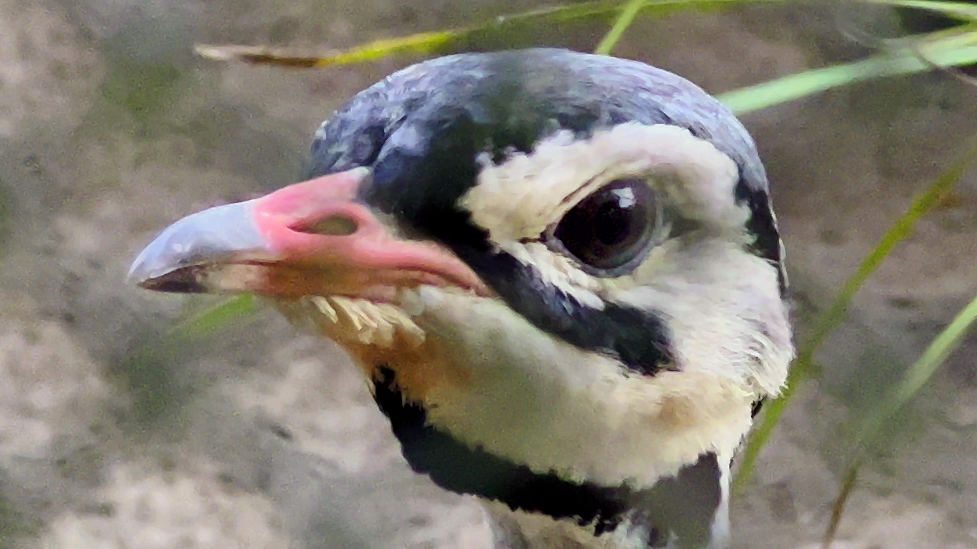 White Bellied Bustard