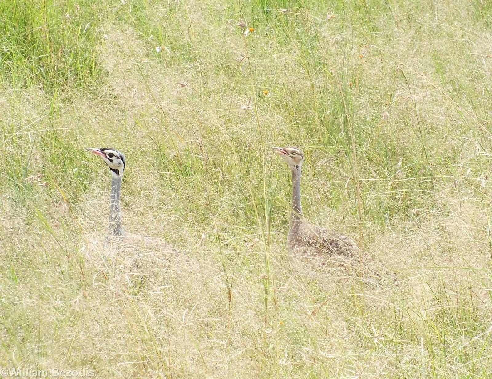 White-bellied Bustards - Maasai Mara
