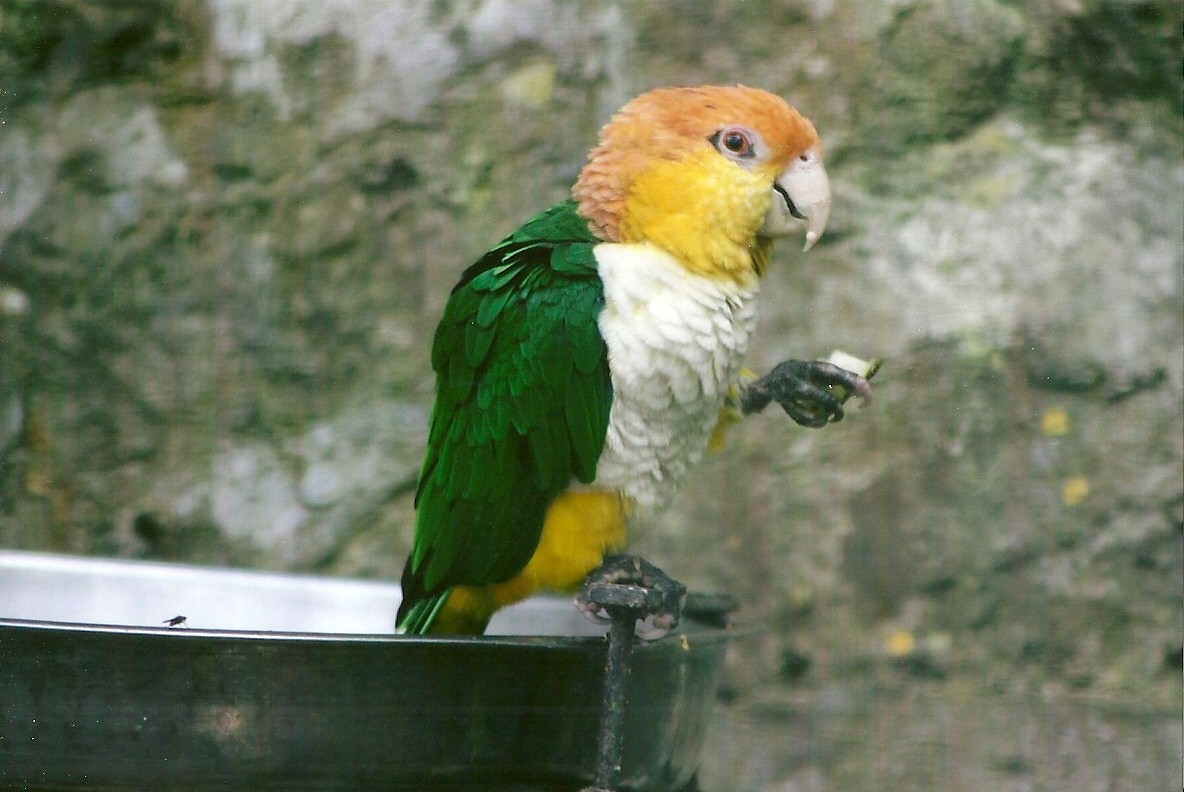 White-bellied Caique 13th September 2012