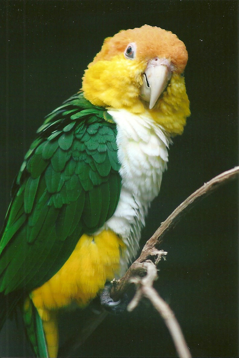 White-bellied Caique 13th September 2012