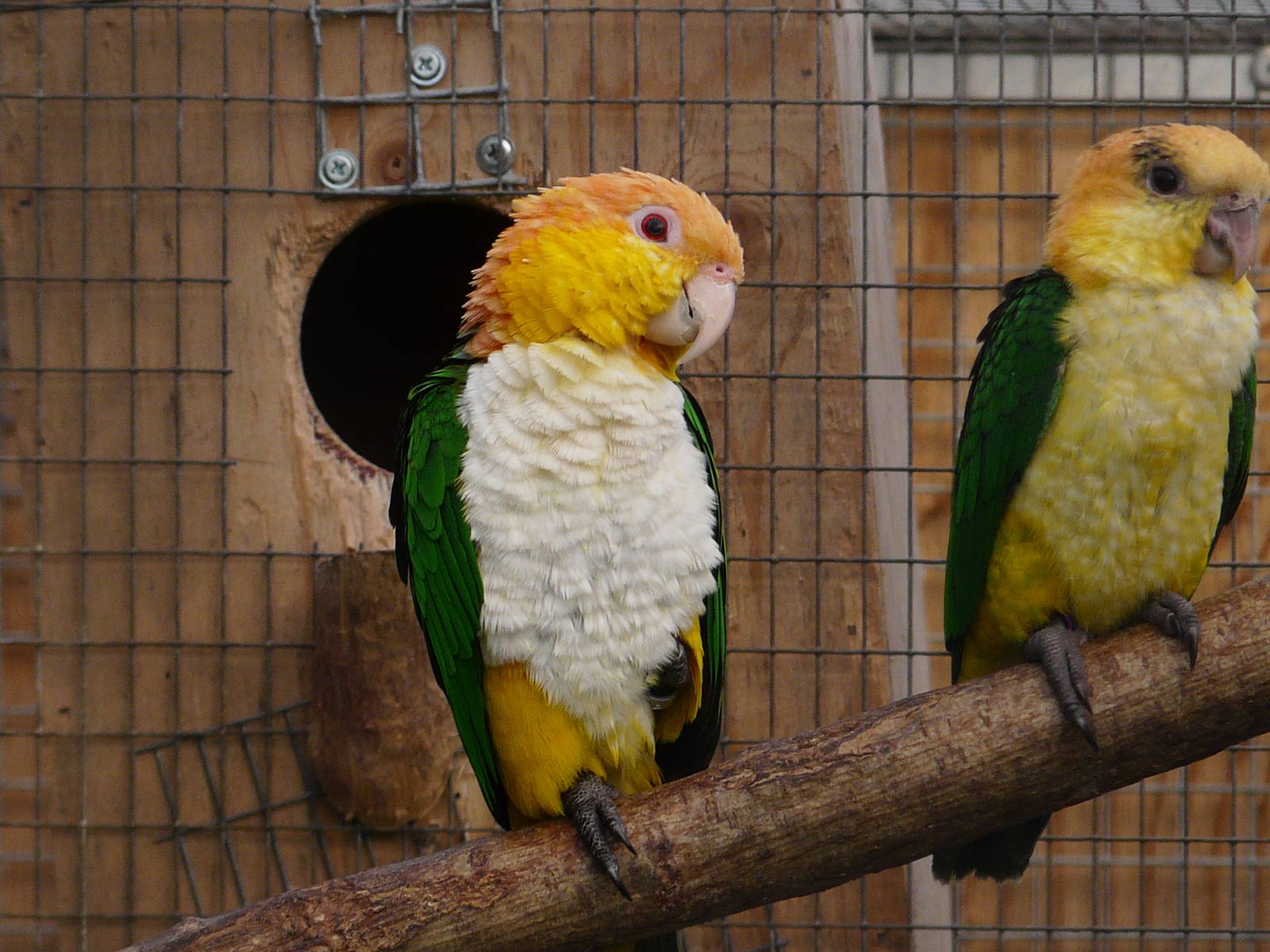 White-bellied caique/ Pionites leucogaster xanthomeria