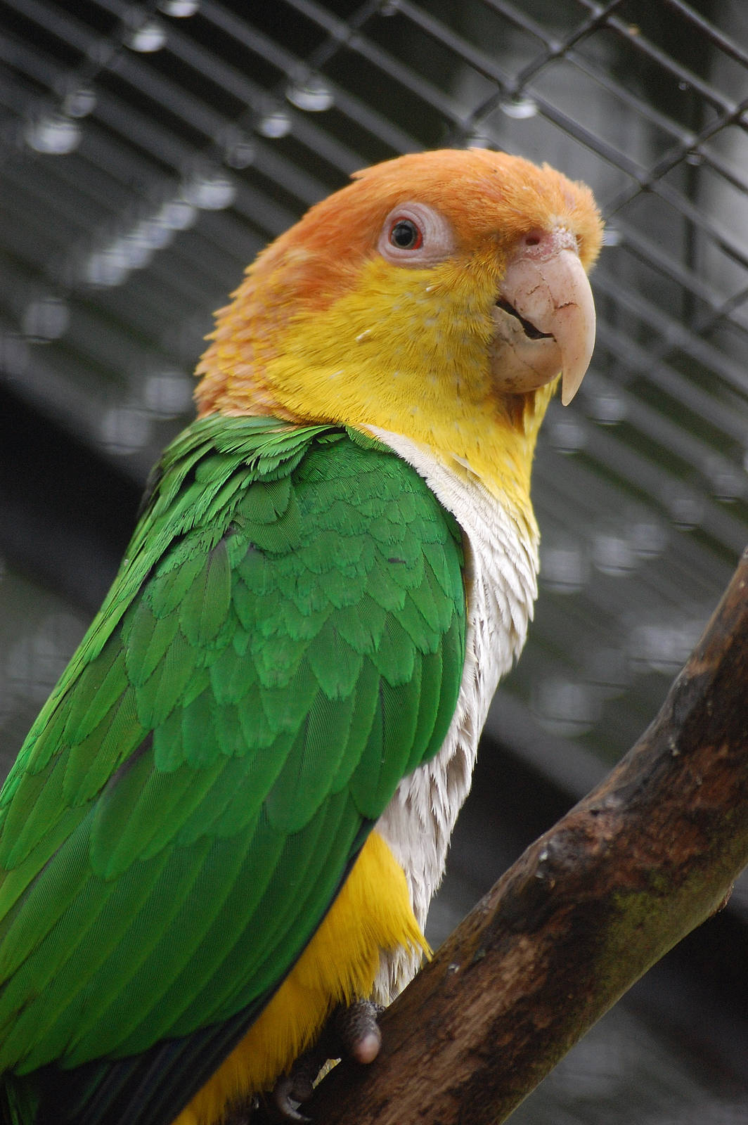 White-bellied Caique