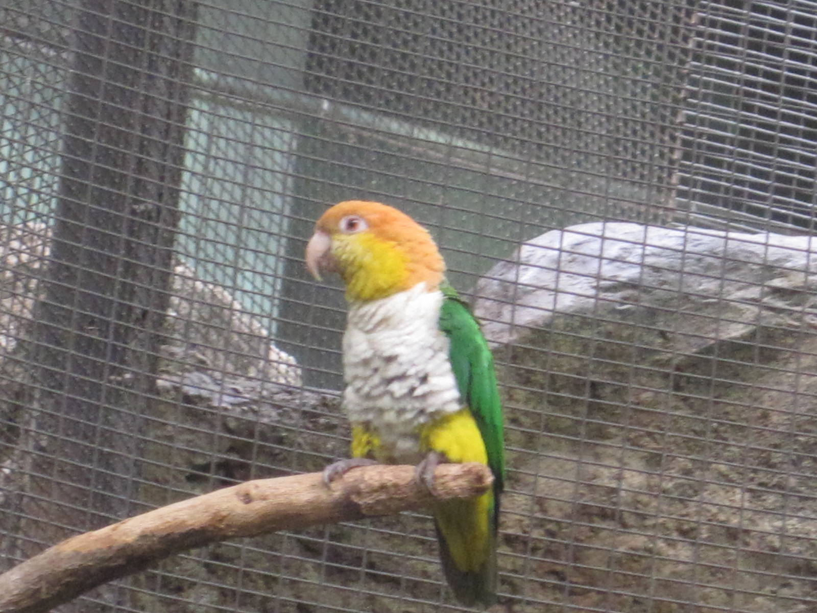 White-Bellied Caique
