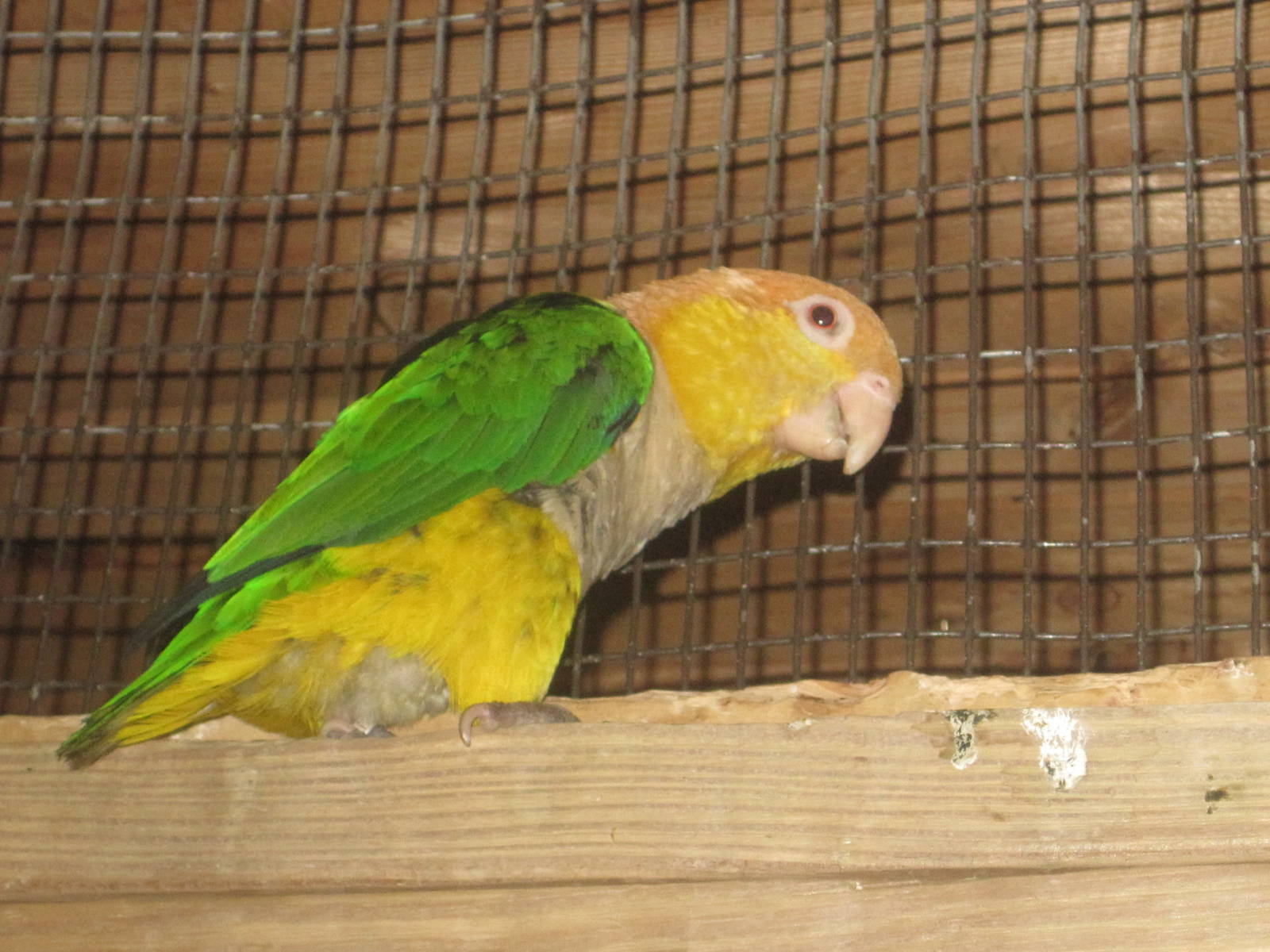 White-Bellied Caique