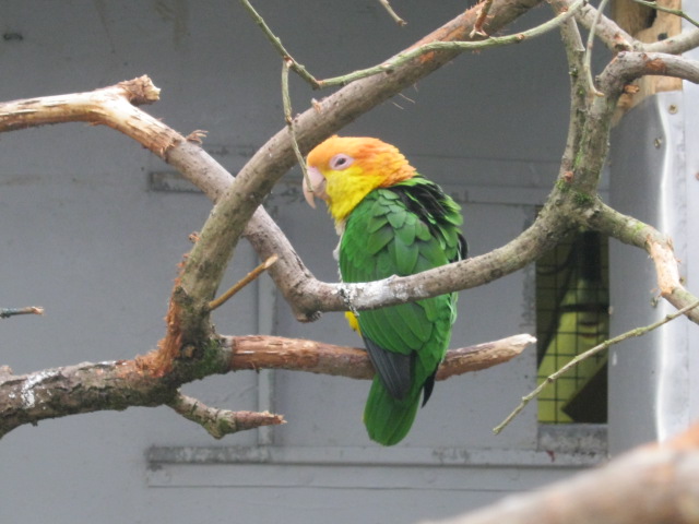 White-Bellied Caique.