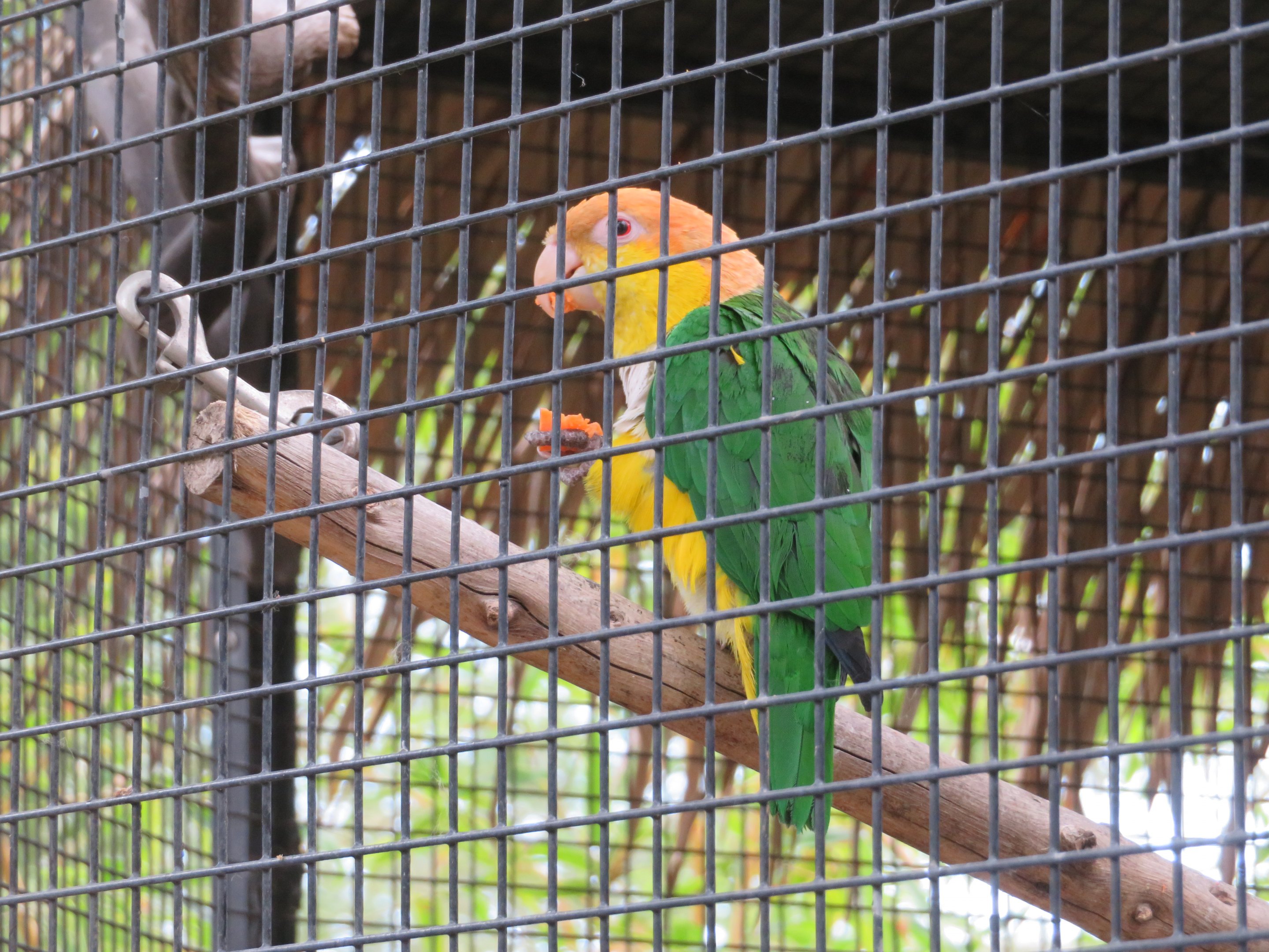 White-bellied Caique