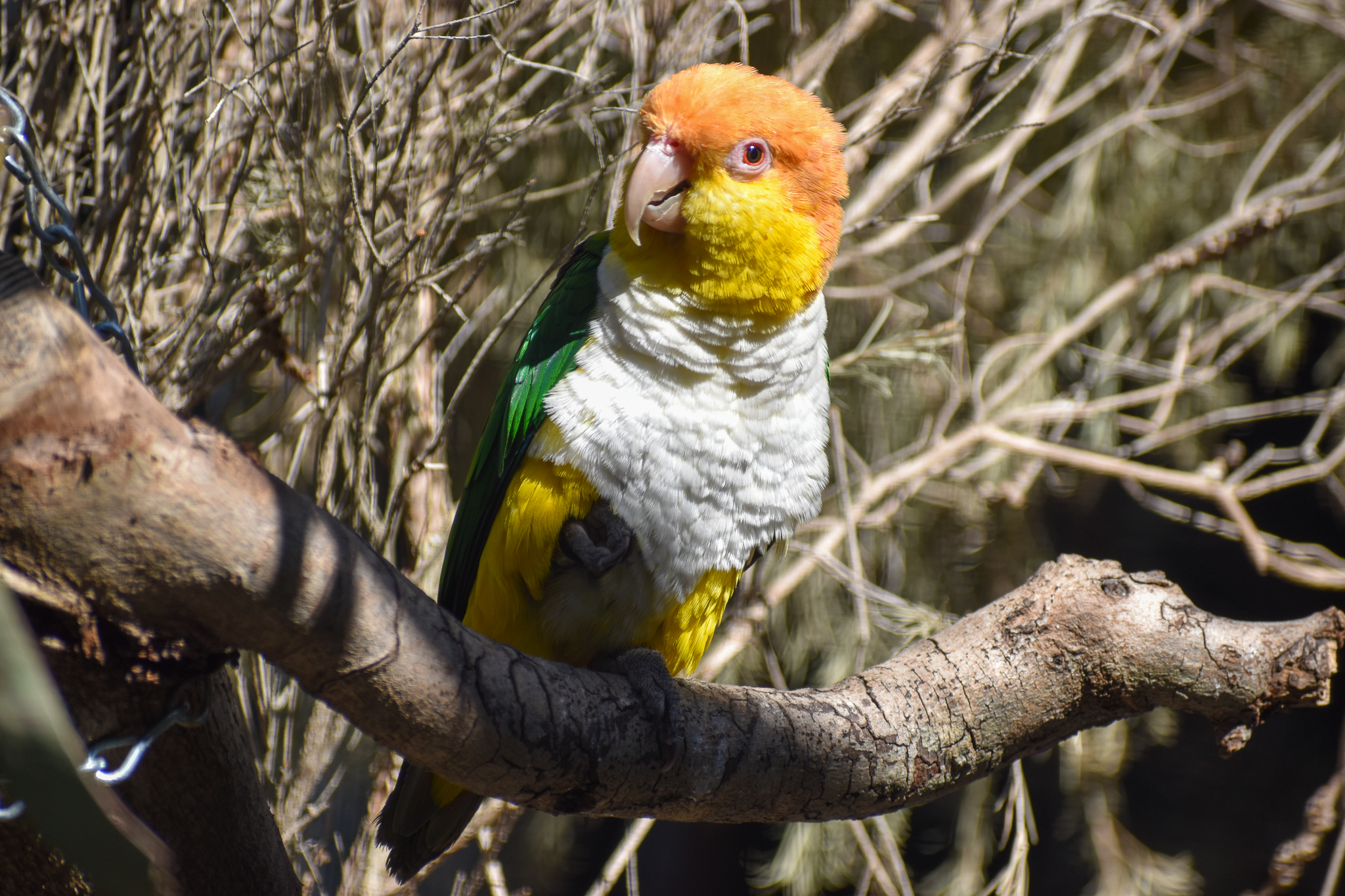 White-bellied Caique