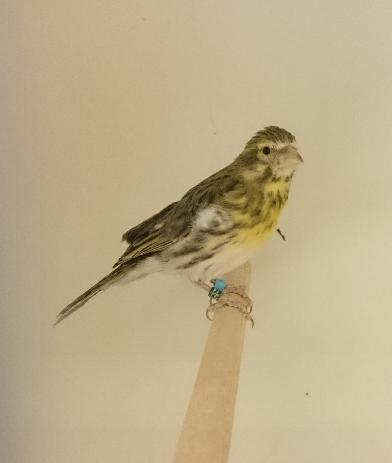 White-bellied canary